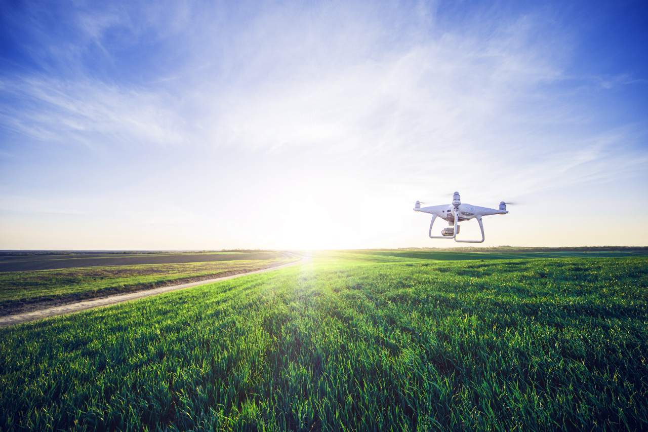 drone quad copter on green corn field
